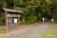 HRAST GALŽENJAK