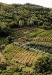 VINARIJA BENVENUTI, MOTOVUN
