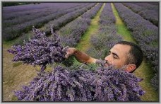 LAVANDA U KULINARSTVU