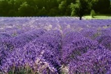 LAVANDA U KULINARSTVU
