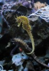 AQUARIUM CRIKVENICA